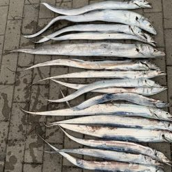 台風後、爆釣、いよいよ太刀魚シーズンか