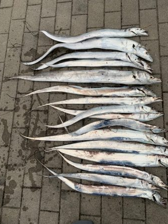 台風後、爆釣、いよいよ太刀魚シーズンか