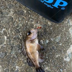 アジングでガシラフィーバー！