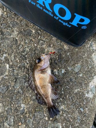 アジングでガシラフィーバー！