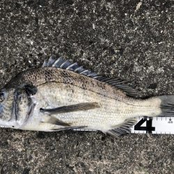 イチノ兄弟、釣果!