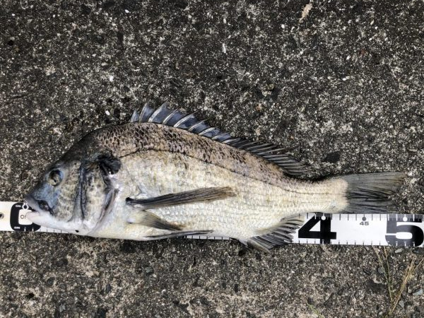 イチノ兄弟、釣果！