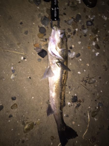 ナイトシーバス