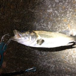 アジング と泳がせ