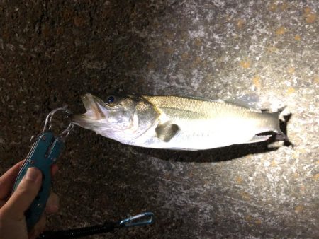 アジング と泳がせ