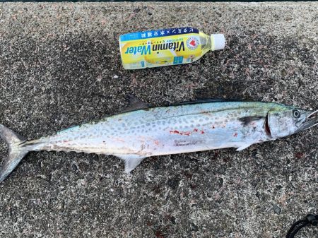 サワラって何cmから？笑