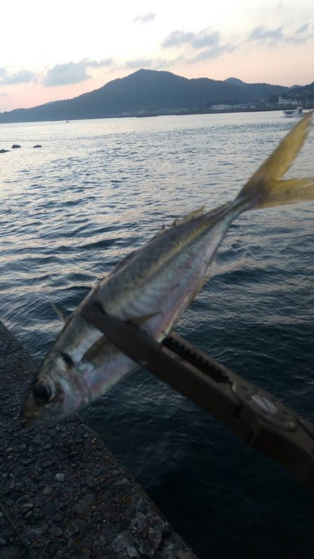 アジング&エギング by朝まずめ