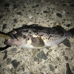 積丹青物、平物釣行!その結果は?