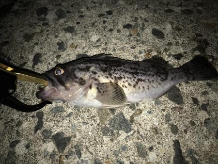 積丹青物、平物釣行!その結果は?