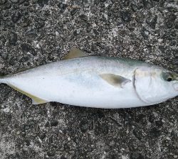 まずまずの釣果