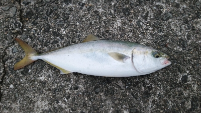 まずまずの釣果