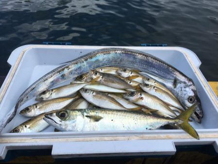 太刀魚 中サバ アジング