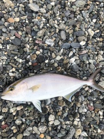 仁淀川河口サーフ