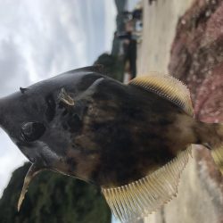 カワハギの肝和えが食べたくて