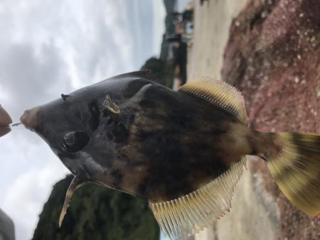 カワハギの肝和えが食べたくて