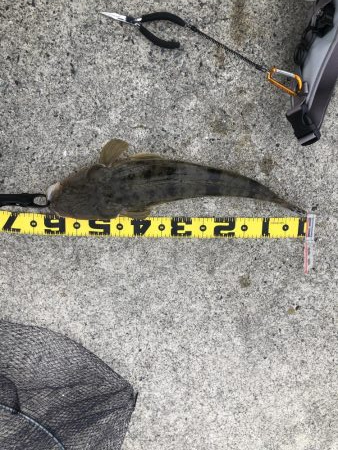 おっきいマゴチ!!