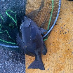 サビキ釣り&泳がせ