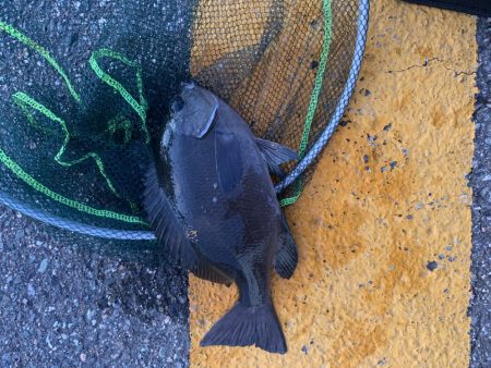 サビキ釣り&泳がせ