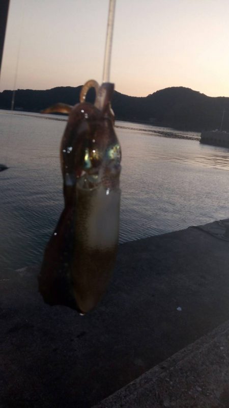 エギングin牛深