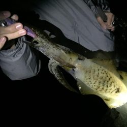 子供とエギングバトル