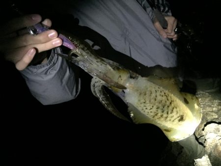 子供とエギングバトル