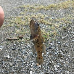 ファミリーハゼ釣り大会