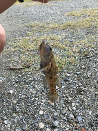 ファミリーハゼ釣り大会