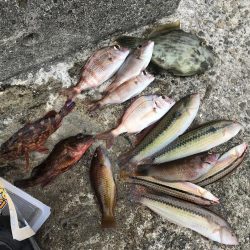 カワハギの季節