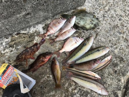 カワハギの季節