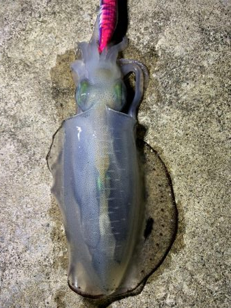 アオリイカ数釣り