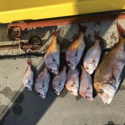 チャリコサイズ多いです