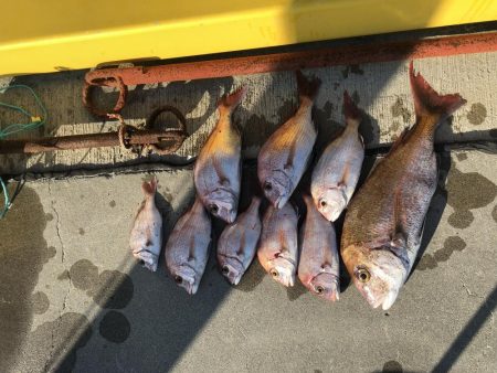 チャリコサイズ多いです