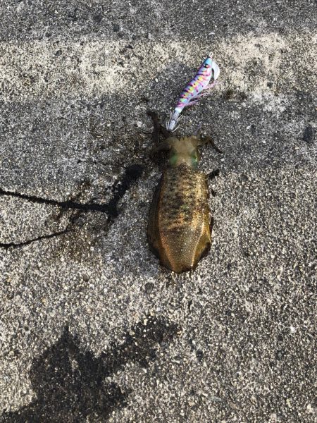 初アオリイカ！