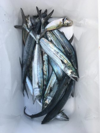 サゴシ祭りだ！わっしょいわっしょい！