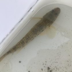 ハゼクラで、なんとか一匹！