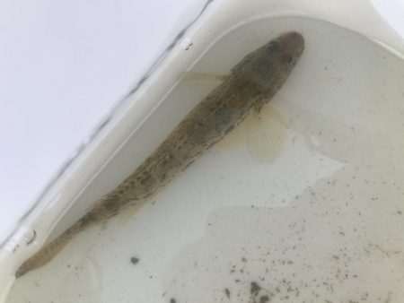 ハゼクラで、なんとか一匹！