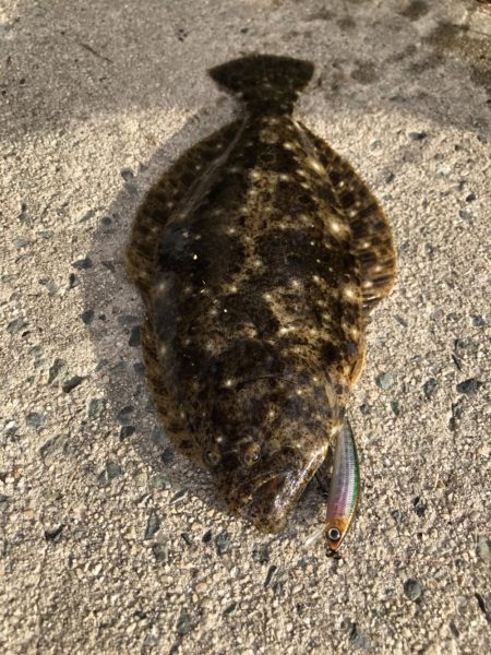 メバルミノーでヒラメGET