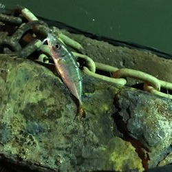 二夜連続アジング