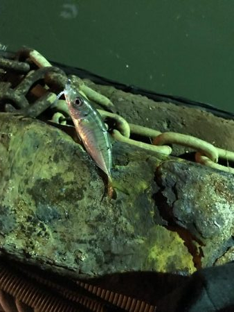 二夜連続アジング