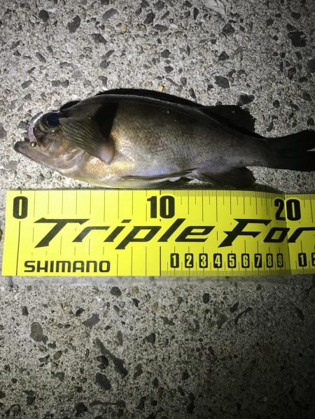 アジングのはずが