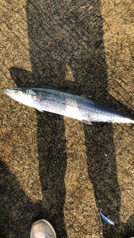 青物　朝間づめ