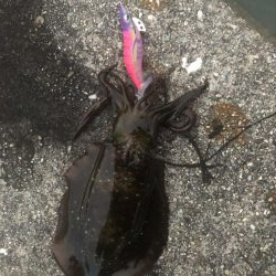 エギングたのしいねー！