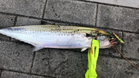 土曜のシーサイドコスモ