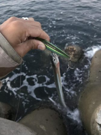 10月10日デイアオリ