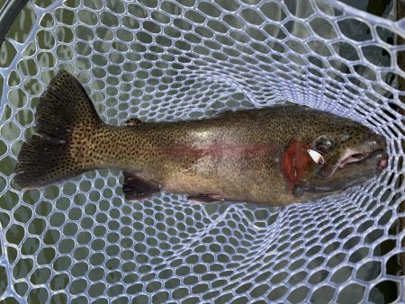 エリアトラウト