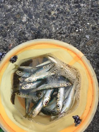 深日港でサビキ