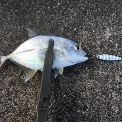 河口でのメッキゲーム