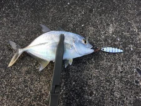 河口でのメッキゲーム