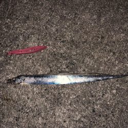 ワインド初タッチー