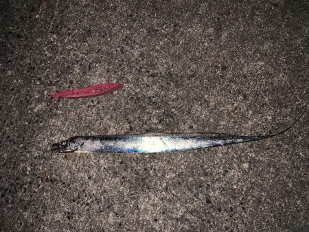 ワインド初タッチー